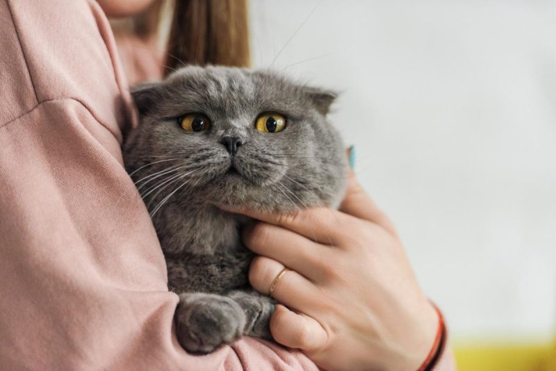 Коты могут хотеть еду, которую им есть нельзя / фото ua.depositphotos.com Коты могут хотеть еду, которую им есть нельзя / фото ua.depositphotos.com