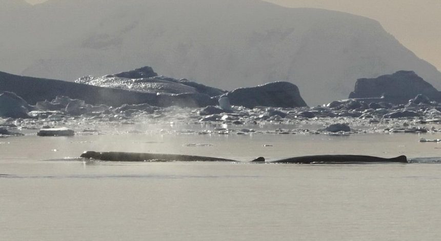 О чем говорят киты: ученые записали звуки редких животных (фото)