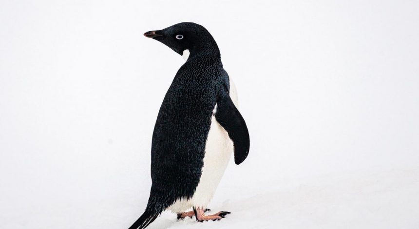 Українські полярники у всесвітній день пінгвінів показали унікальні фото