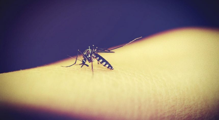 Населення Землі може бути під загрозою через хвороби, які передаються комарами, - вчені