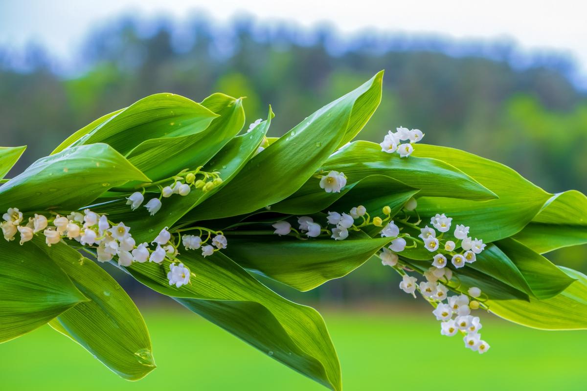 2 мая - приметы на сегодня / pixabay.com 2 мая - приметы на сегодня / pixabay.com