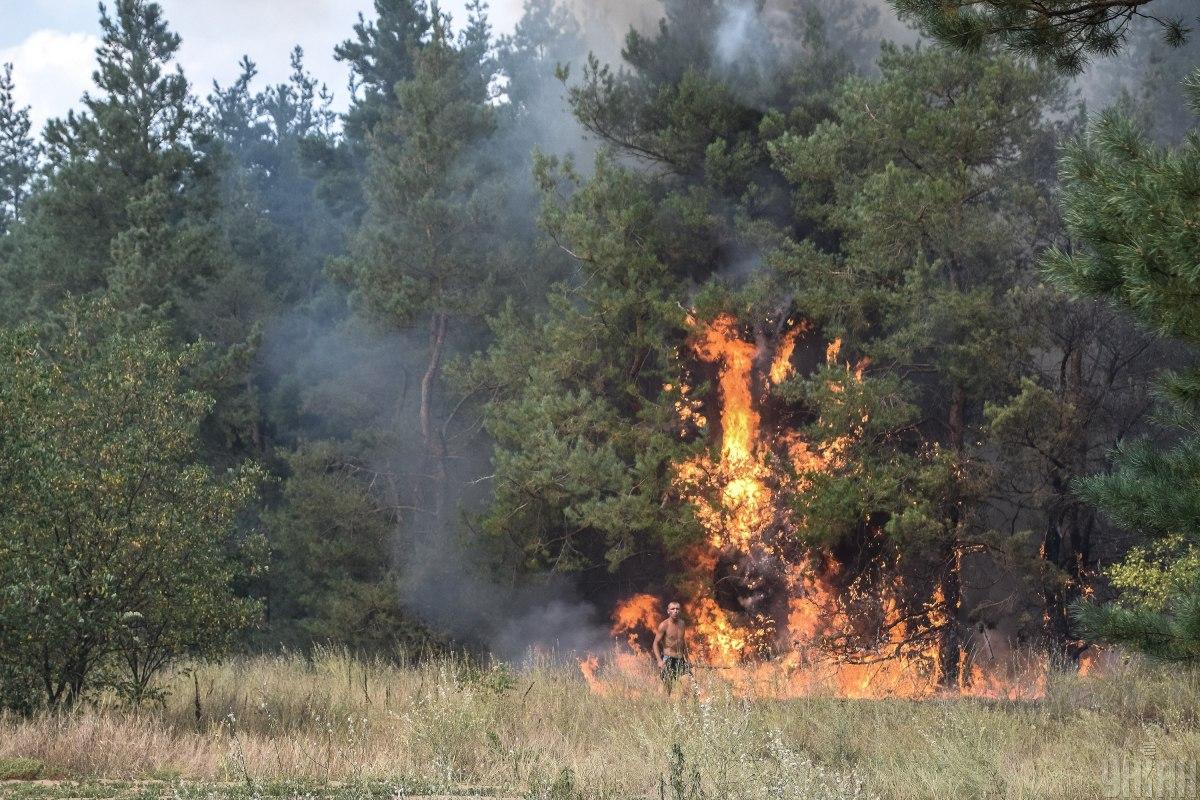 Благодаря развитию ИИ лесные пожары можно будет тушить намного быстрее обычного / фото УНИАН