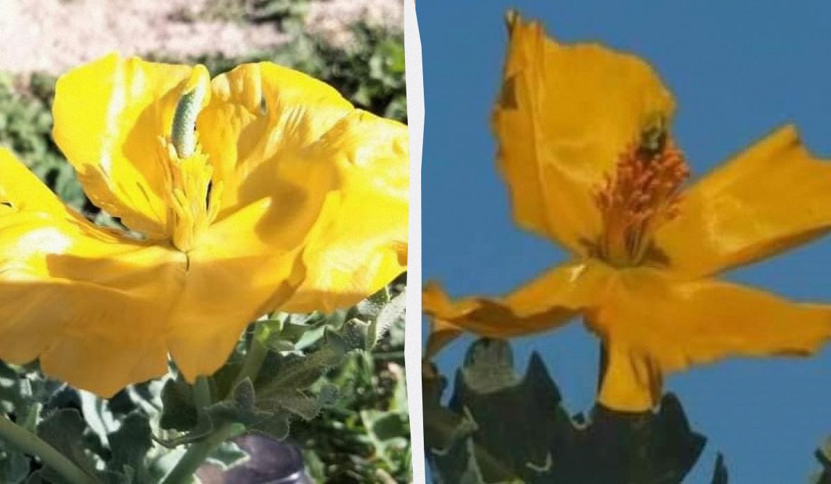 Мачок жовтий почав квітнути у заповіднику кілька днів тому / фото Facebook Ivan Rusev