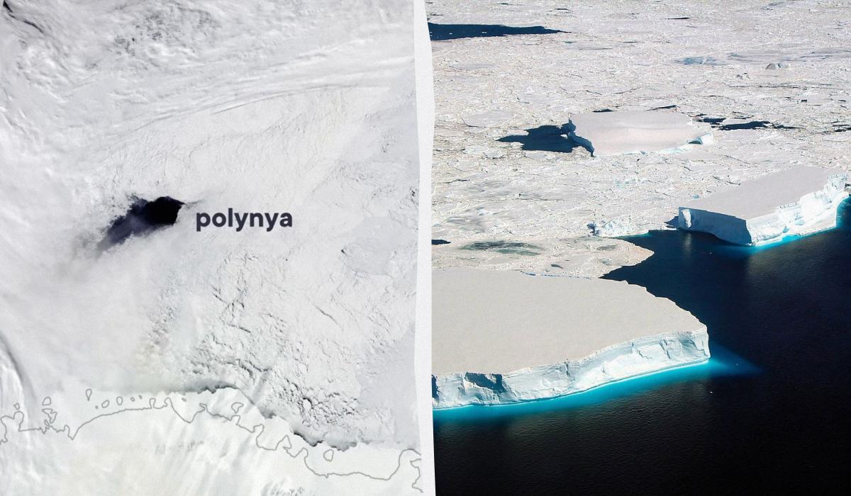 Величезна ополонка з'являється в морі Ведделла / колаж УНІАН, фото wikipedia.org, кадр із відео