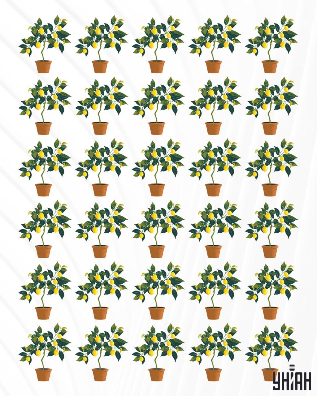 Слід розшукати лимонне дерево, яке не таке, як решта / колаж УНІАН Слід розшукати лимонне дерево, яке не таке, як решта / колаж УНІАН