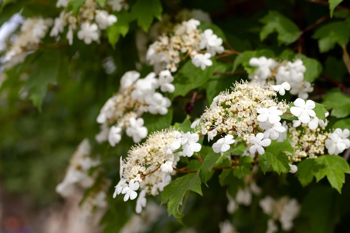 pixabay.com pixabay.com