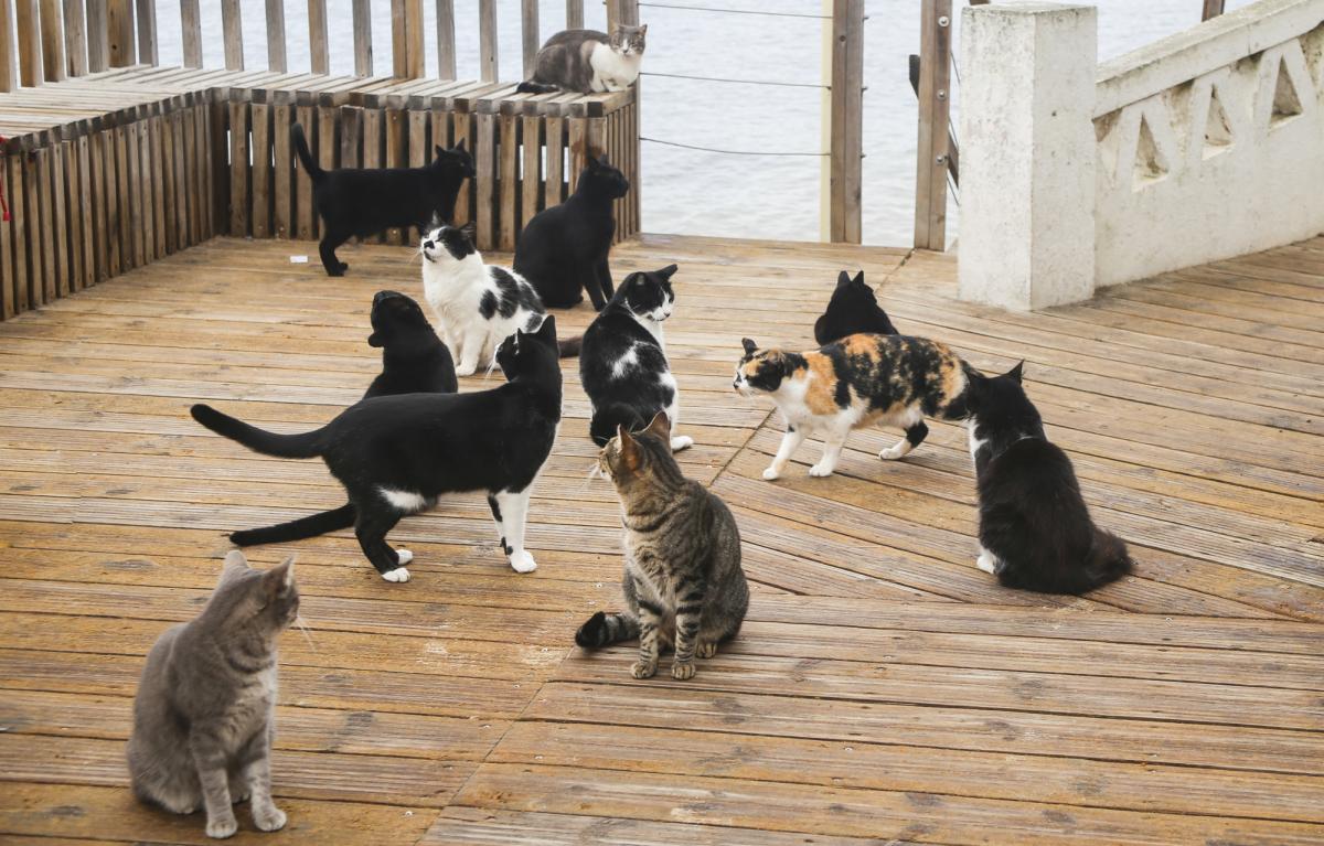 что означает окрас кота что означает окрас кота