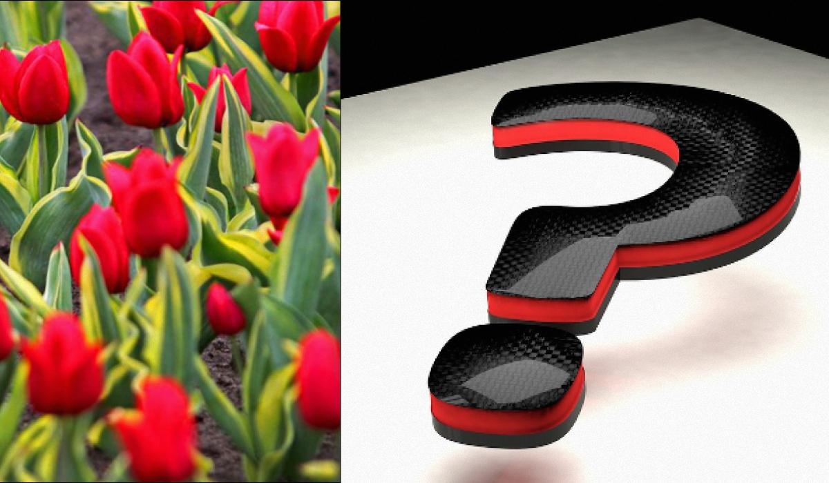 Следует разыскать среди тюльпанов "волшебный" цветок / коллаж с фото УНИАН и pixabay.com Следует разыскать среди тюльпанов "волшебный" цветок / коллаж с фото УНИАН и pixabay.com