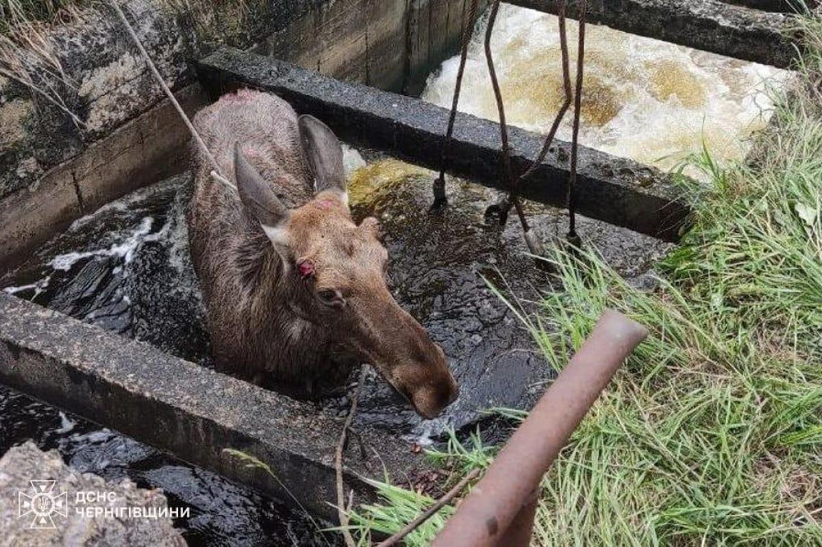 Лось ледь не захлинувся водою / фото ДСНС Лось ледь не захлинувся водою / фото ДСНС