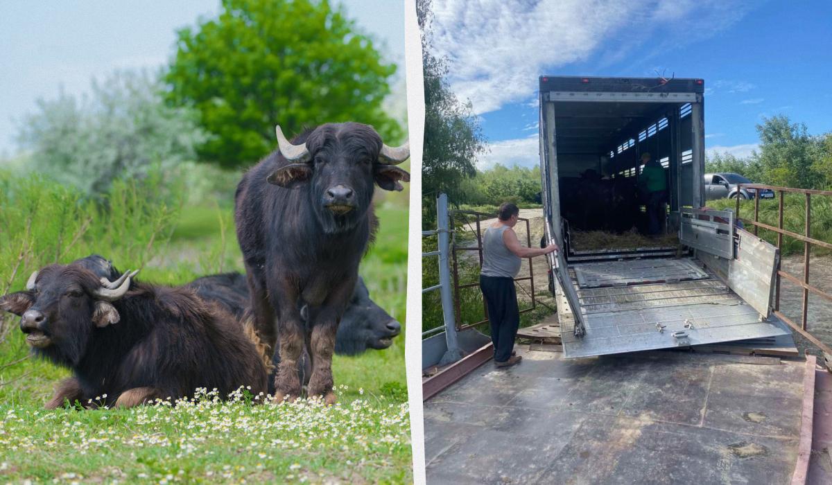 Водяних буйволів називають «архітекторами природи» / колаж УНІАН, фото Rewilding Ukraine Водяних буйволів називають «архітекторами природи» / колаж УНІАН, фото Rewilding Ukraine