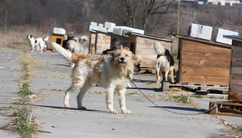 Ф-поддержка несокрушимых животных: стартовала обновленная миссия по помощи четырехлапым