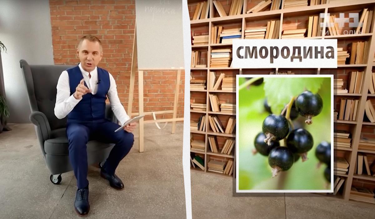 Авраменко пояснив різницю між словами "смородина" і "порічка" / колаж УНІАН, скріншоти з відео Авраменко пояснив різницю між словами "смородина" і "порічка" / колаж УНІАН, скріншоти з відео