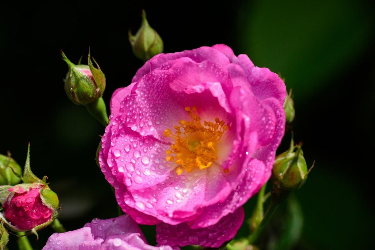 Яке сьогодні свято / фото pixabay.com Яке сьогодні свято / фото pixabay.com