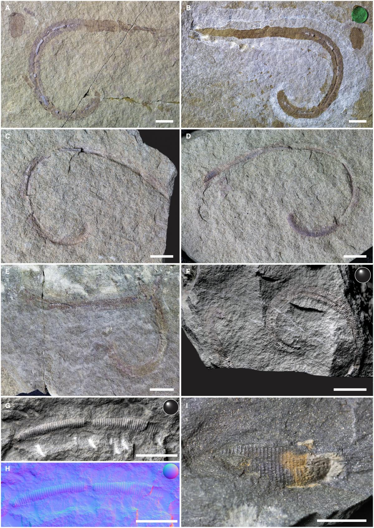 Аналіз дослідження черв'яка / фото журнал "Papers in Palaeontology"