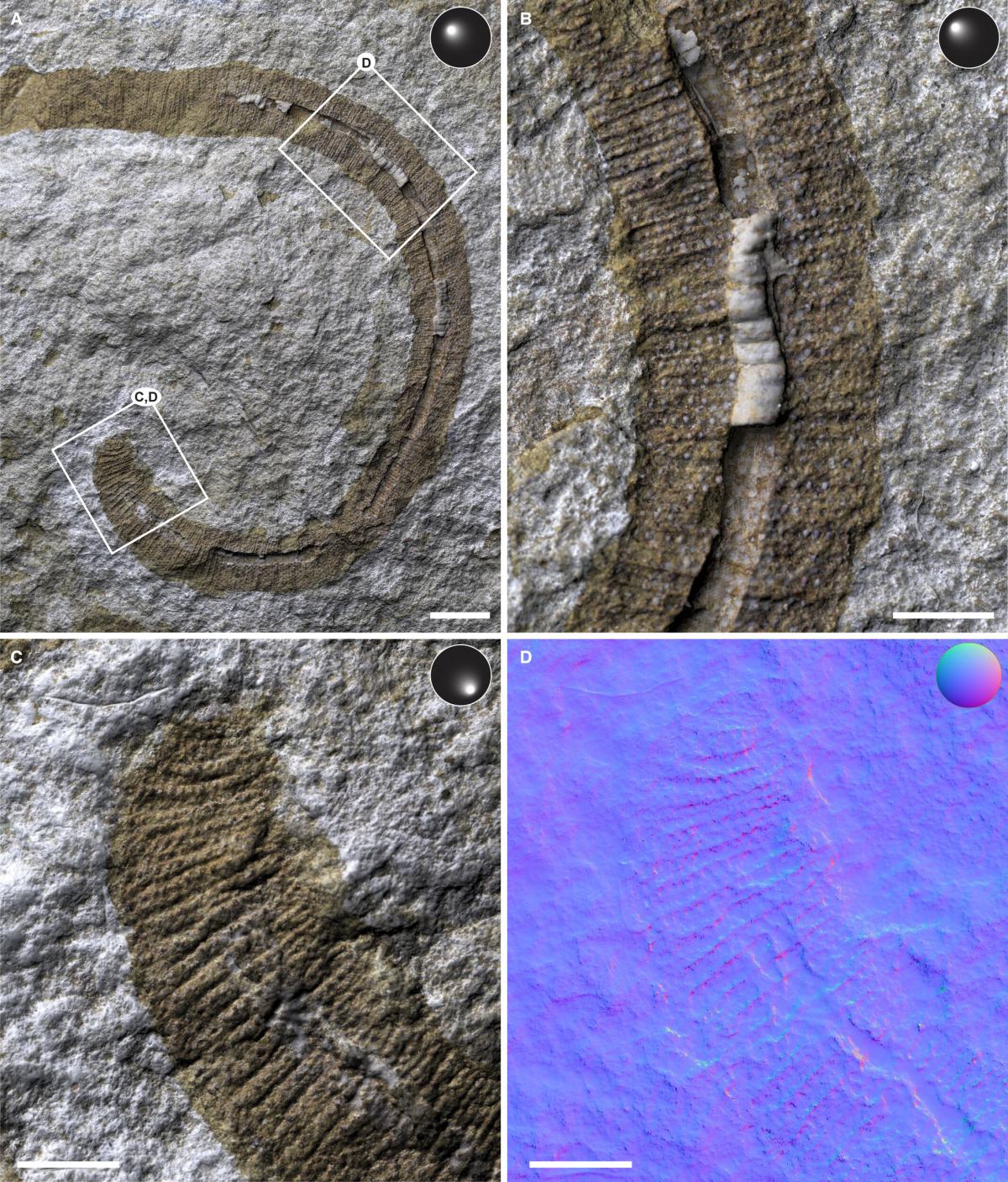 Аналіз дослідження черв'яка / фото журнал "Papers in Palaeontology" Аналіз дослідження черв'яка / фото журнал "Papers in Palaeontology"