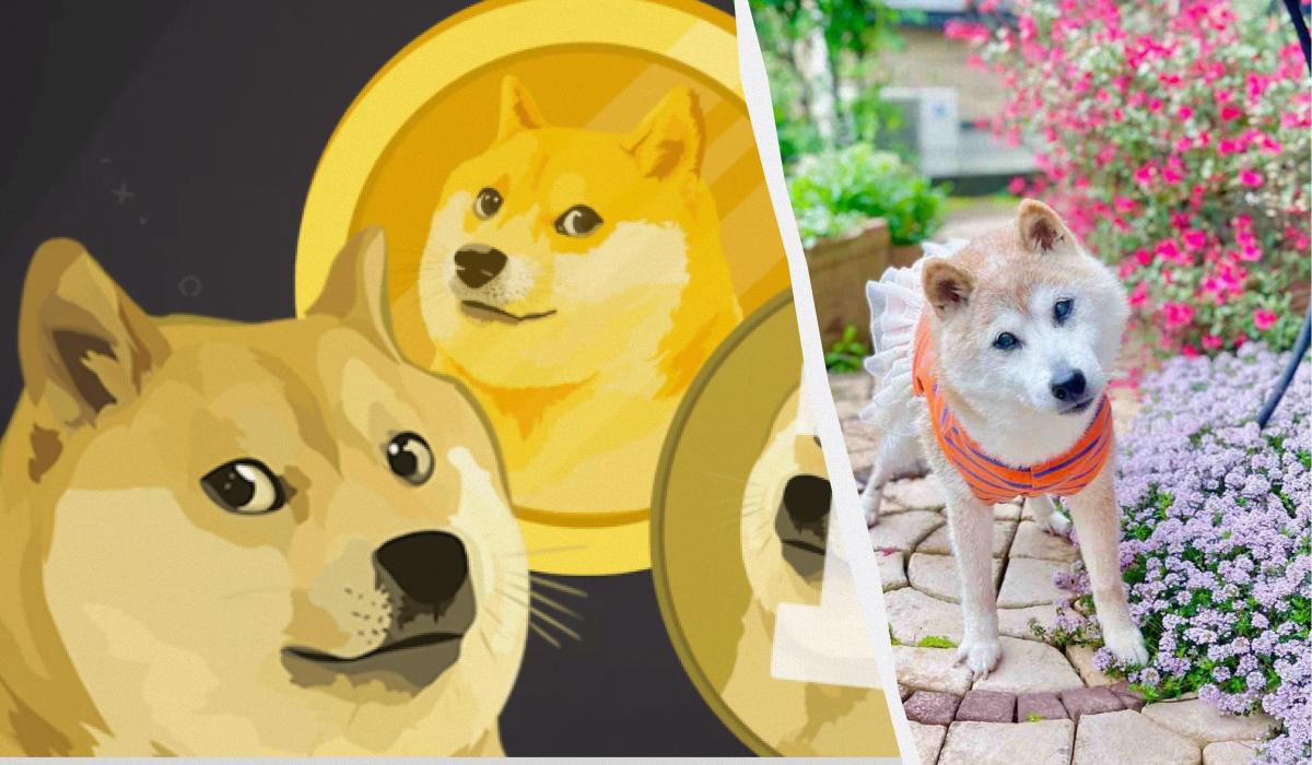 Помер найвідоміший сіба-іну у світі, який прославилася за мемом Doge / Колаж УНІАН, скріншот Twitter, фото kabochan.blog.jp/ Помер найвідоміший сіба-іну у світі, який прославилася за мемом Doge / Колаж УНІАН, скріншот Twitter, фото kabochan.blog.jp/