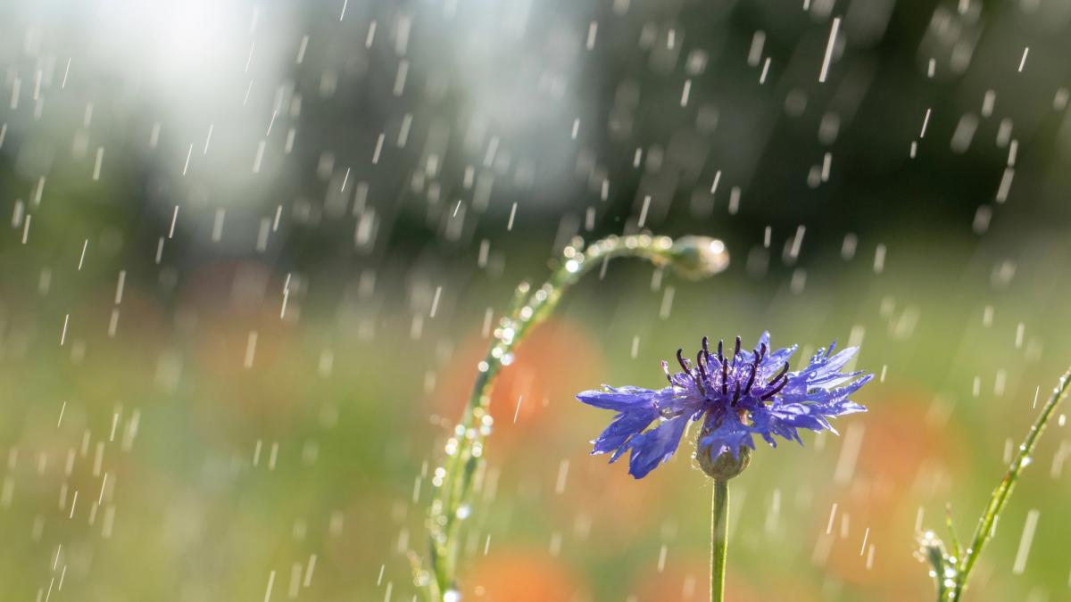 10 серпня на заході України пройдуть дощі / фото ua.depositphotos.com 10 серпня на заході України пройдуть дощі / фото ua.depositphotos.com