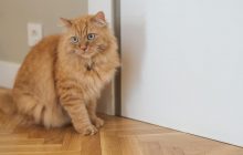 Почему коты не любят закрытые двери - три неожиданные причины