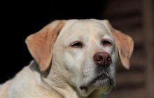 "Бесстыдный вор еды": какие породы собак не знают, когда сыты