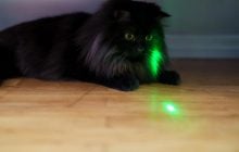 Почему коты любят "охотиться" на лазерные указки и полезно ли это для них