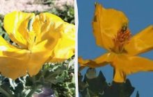 Жовте диво: у заповіднику на Одещині зацвіла рідкісна рослина (фото)
