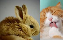 Треба знайти 2 котів серед купи кролів за 6 секунд: підступна оптична ілюзія