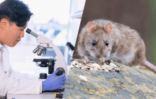 Японские ученые впервые в мире успешно пересадили почечную ткань между эмбрионами крыс