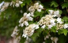 Садоводы назвали 7 растений, которые нельзя обрезать осенью