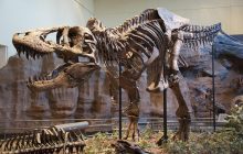 T. Rex был умным, как крокодил, а не как обезьяна, - исследование