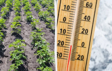 Сделайте это, если замерз картофель на грядке: проверенный метод реанимации