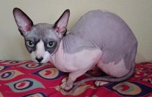 Ученые назвали популярную породу кошек, которая живет намного меньше, чем другие