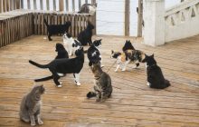 Эта популярная порода кошек живет гораздо меньше лет, чем другие, - исследование