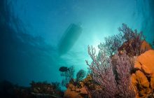 Коралловым рифам может угрожать "массовое вымирание" из-за изменения температуры, - исследование