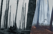 Апокалиптические кадры: в МВД показали, как сегодня выглядит Серебрянский лес