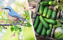 Народный праздник 14 мая: для каких дел удачен этот день
