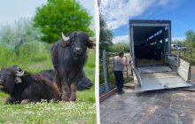 У заповіднику на Одещині оселилися шість водяних буйволиць із Закарпаття (фото)