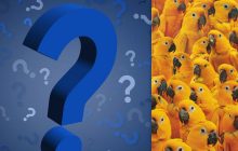 Надо найти цыпленка среди десятков попугаев за 9 секунд: головоломка с "ловушкой"