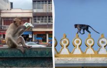 Тайский город начал депортацию обезьян, которые "достали" горожан и туристов (видео)