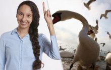 Надо найти хитрую сороку среди чаек и лебедей за 9 секунд: головоломка с "ловушками"