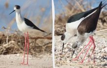 Довгоногі красені: у заповіднику на Одещині помітили рідкісних птахів (фото)