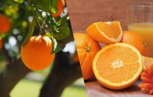 Кризис на рынке апельсинового сока в мире заставляет производителей экспериментировать, – FT