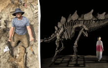 Чоловік знайшов скелет стегозавра під час прогулянки на своїй ділянці: він міг би заробити на цьому $6 мільйонів