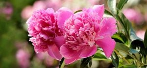 Пионы обожают эту апрельскую народную подкормку: летом пышно цветут и не болеют