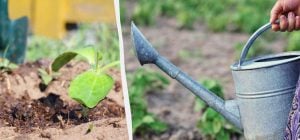 7 помилок під час поливу городу, які позбавлять вас врожаю: поради досвідчених садівників