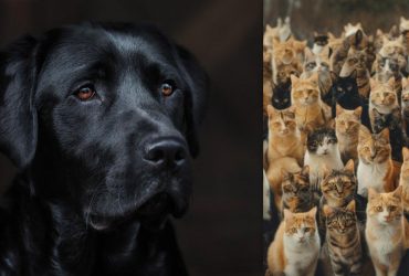 Мозговой штурм: надо найти 4 собак среди котов за 12 секунд