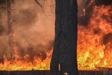 Штучний інтелект може стати рятівним кругом для боротьби з лісовими пожежами, - ЗМІ