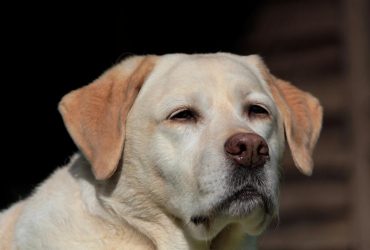 Безсоромний крадій їжі: які породи собак не знають, коли ситі