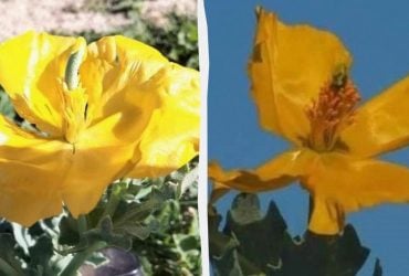 Желтое чудо: в заповеднике в Одесской области зацвело редкое растение (фото)