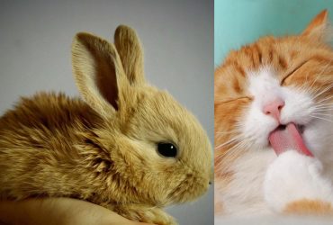 Треба знайти 2 котів серед купи кролів за 6 секунд: підступна оптична ілюзія