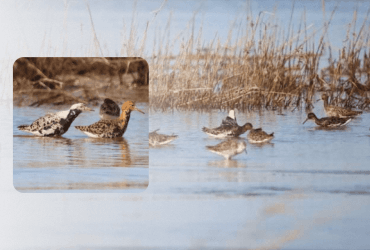 В их честь назвали астероид: в Одесскую область прилетели боевые кулики